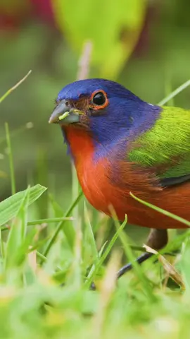 Who else loves painted buntings? #realflorida #nature #birds #wildlife #wildlifephotography 