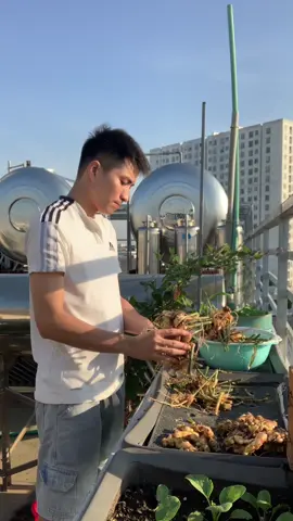 Một buổi sáng đầy nắng và gừng #taocuk #trongrau