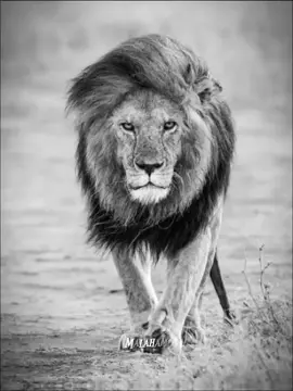 beshak 🔥🦁::: #fypppppppppppppppppppppppppppppppppppppppppppppppppppppppppppppppppppp #fypppppppppppppppppppppppppppppppppppppppppppppppppppppppppppppppppppp #fypppppppppppppppppppppppppppppppppppppppppppppppppppppppppppppppppppp #fypppppppppppppppppppppppppppppppppppppppppppppppppppppppppppppppppppp #fypppppppppppppppppppppppppppppppppppppppppppppppppppppppppppppppppppp 