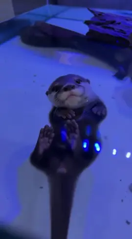 He’s just a lil floaty bean 🦦💙