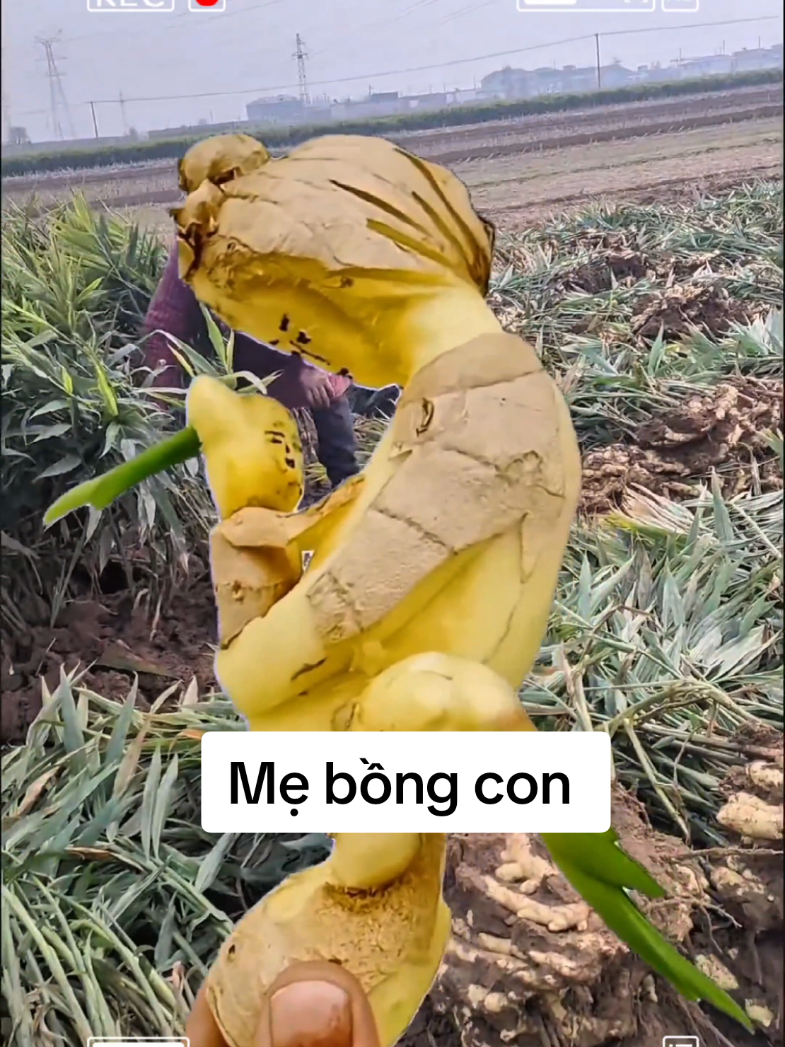 Củ gừng đặc biệt 