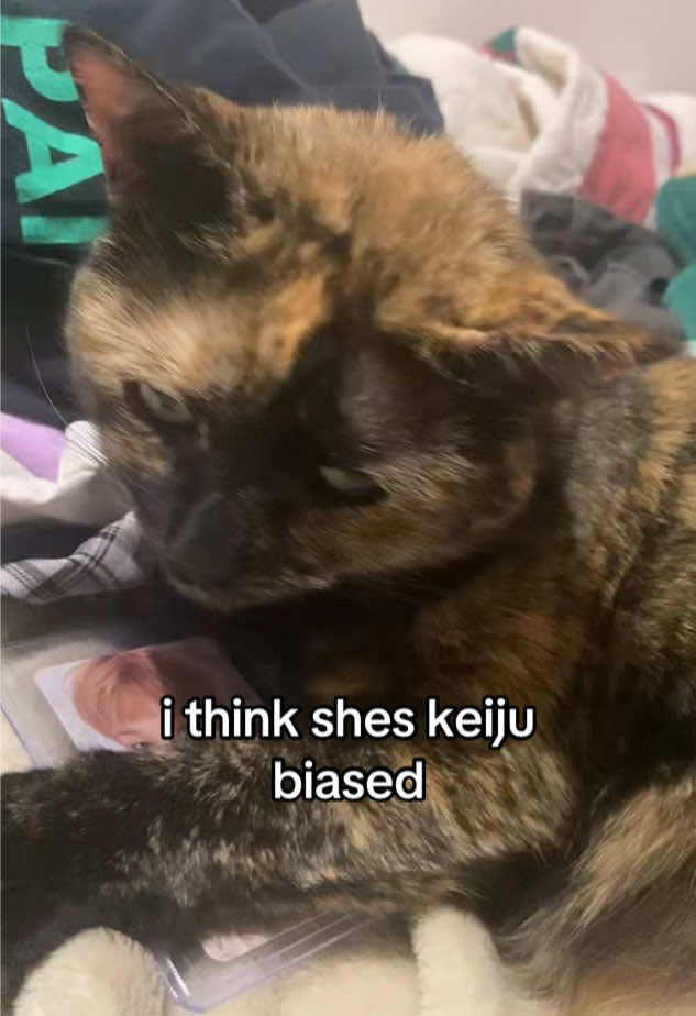 my cat is a weflip #kickflip #kpop #meme #keiju #korean 