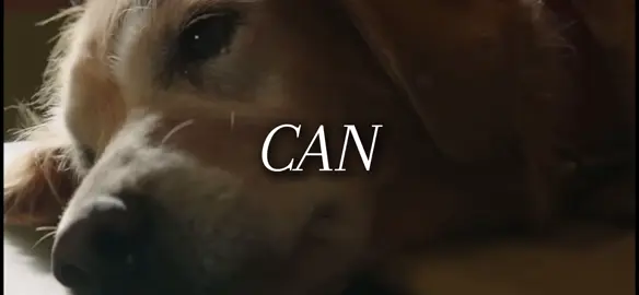 a movie you watch once & never again #adogspurpose #dragpath #twentyonepilots #fyp #foryoupage 