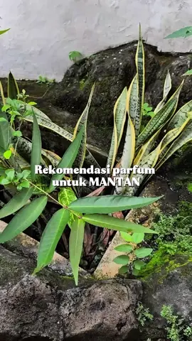 Estrella dari Lucero cocok buat nemenin kamu dateng ke kondangan mantan #parfum #luceroparfum #fyppppppppppppppppppppppp #parfumviral #parfummurah 