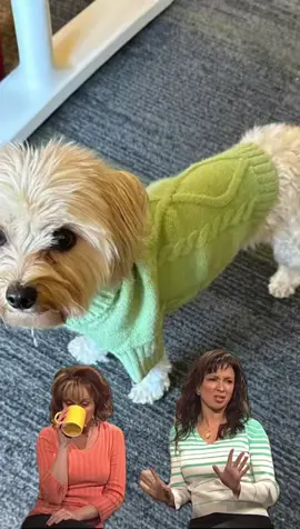 Sweaters On. Applications Open. Sweatah weathah never looked this cute. Every pup you see here is local, bundled up, and ready for their forever. These are the faces that make the early-morning vet runs, the bath days, and the shelter pull chaos worth it. If one of these sweater models makes your heart do the little flip, don’t overthink it. Send in your application. Your dog might already be sitting here in their fall fit, waiting for you. #adoptdontshop #adoptme #dogsoftiktok #sandypawsrescue #availableforadoption 