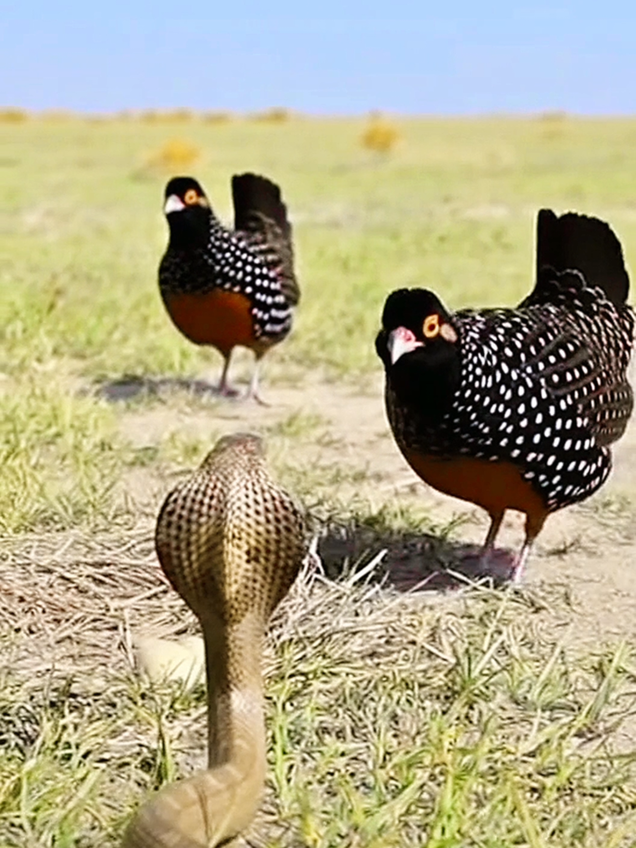 What's strange with patridge 😱😳 #Uk #pet #canada_life🇨🇦 #bird #uspet 