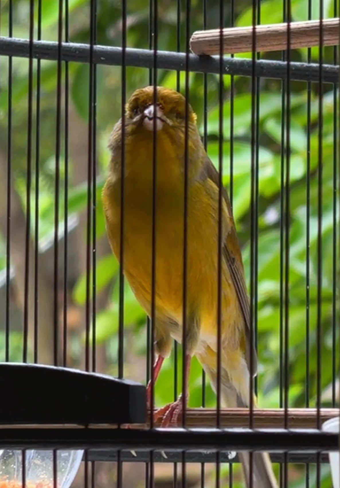 Pemanasan pagi hari sekalian jemur jemur #kenari #kenarigacor #kenariprospek #kenarif1