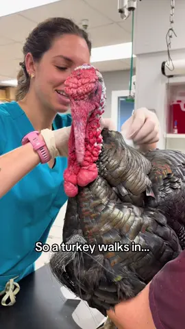 Thomas is a trooper while Dr. Schroeder treats his dog bite wounds #turkey #veterinarian #vettech #vetstudent #birdsoftiktok 