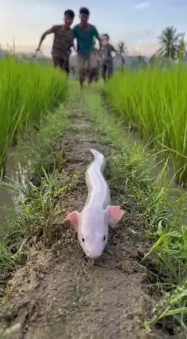 មួយក្បាលទៀតហើយ #សត្វចម្លែក😱🐛 