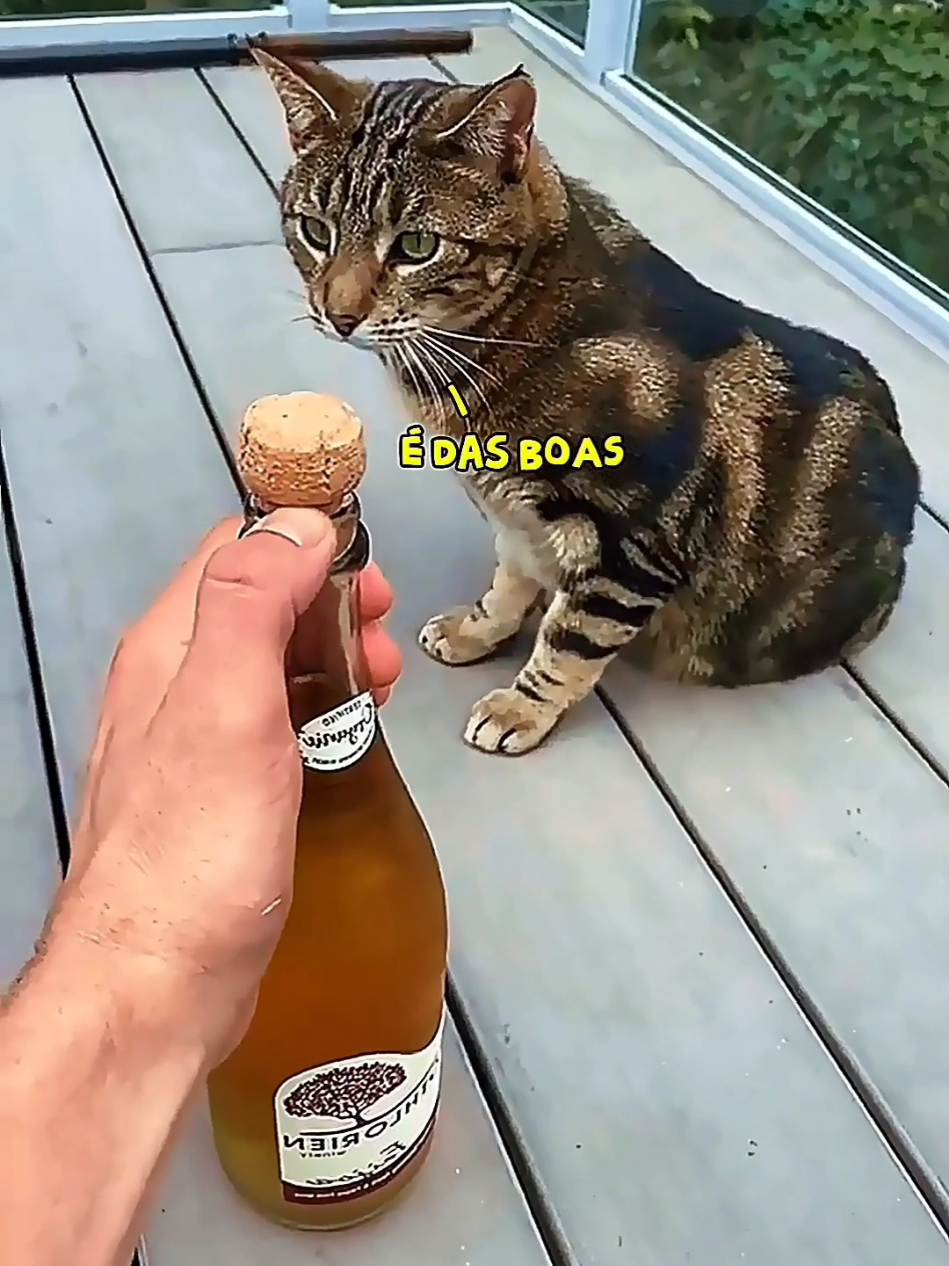 #cachorrosdotiktok #animaisengraçados #pet #foryoupage #animals 