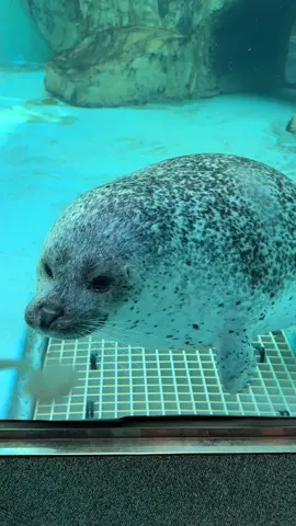 閉館気味なみずき🦭 閉館かも思いきや、ずーっとそばにいてくれる🤣 私を楽しませなさいよ😡の姫モード？ The seal that keeps by my side, even though I look bored #男鹿水族館gao #ゴマフアザラシ #seal #水族館好きな人と繋がりたい #ogaaquarium 