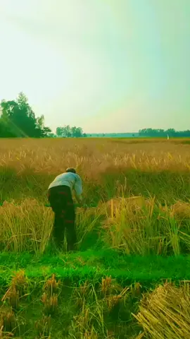 ধান কাটার আাগে😁😁ধানে বাঁশ দেওয়ার নতুন নিয়ম😁😁😁😁