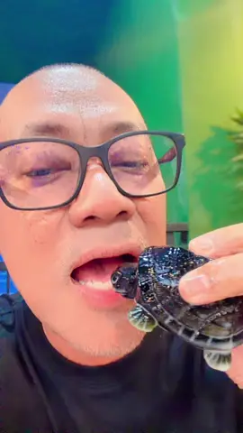 Makan Agar2 Anak Penyu Comey 🤣