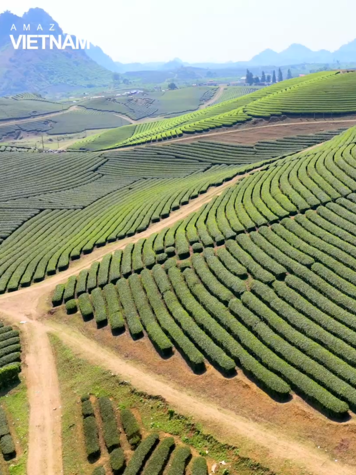 Đồi chè trái tim Mộc Châu mang vẻ đẹp thơ mộng, quyến rũ nhiều du khách yêu thích check in