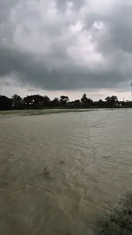 sawah jadi lautan🌧️#beranda #petanimuda #pejuangrupiah #foryou #promomakan1111 