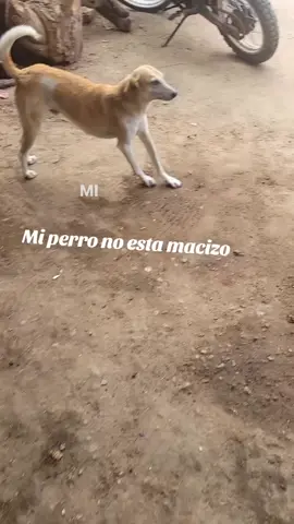 Mi perro no está macizo #Pruebamacizidad #Perro #Macizo #Nom #Inicio