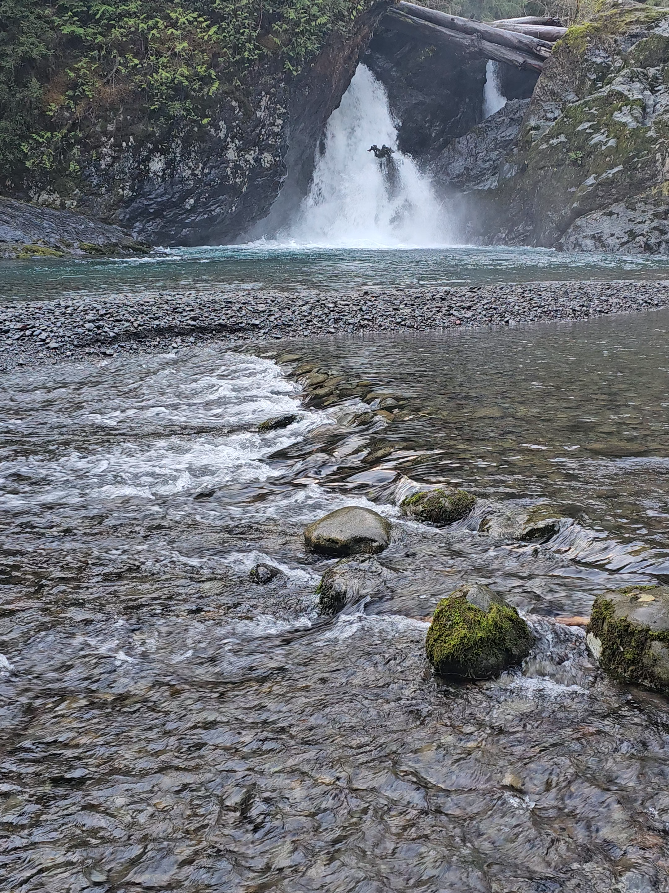 This fall evening on the Wynoochee Falls Trail. 😎 #pnw #olympicnationalpark #Hiking #nature #trees #meditation #calmingvideos #washington