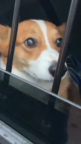 Trespassing and running from the police… Darrell’s third time this week. #lockedup #crimetok 