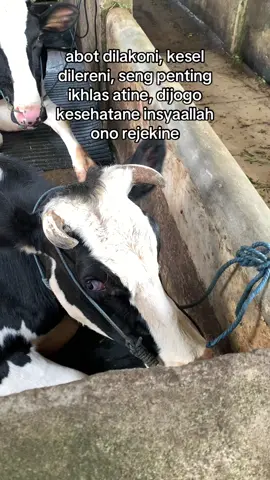 🤲🏻🤲🏻#sapiperah #peternaksapiindonesia #peternakmuda #sususapi #sapiperahjawatimur 