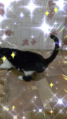 Мои ранние тыгыдымки #котикиприколы 