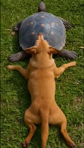 funny dog ​​imitating turtle #viral  #viralvideo  #funnyvideos 