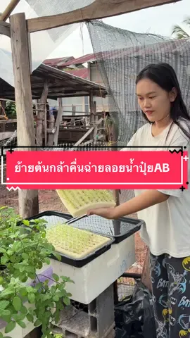 ต้นกล้าคื่นฉ่ายอายุประมาณ 12วันขึ้นไปก็สามารถจับเขาลอยน้ำปุ๋ยABอ่อนๆได้เลยค่ะ😊🌱☘️ #คื่นฉ่ายไฮโดรโปรนิกส์ #คื่นฉ่ายไร้ดิน #คื่นช่าย #ปลูกผักไฮโดโปนิกส์ 