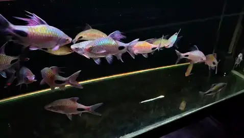 Filamentosa indonesia  size 8-17cm #dawkinsia #dawkinsiafilamentosa #hongmibongdem #hongmibongdemfila 