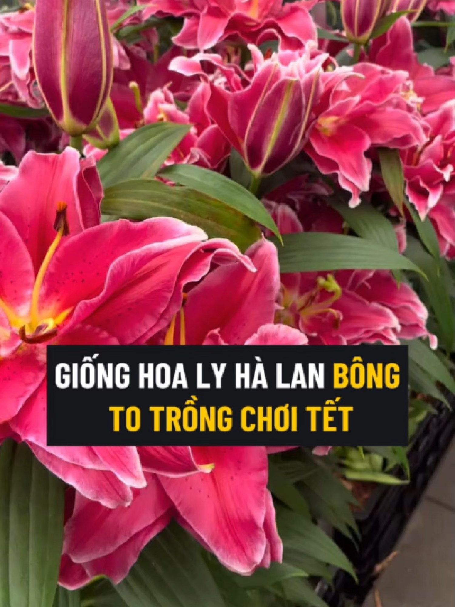 Bên Em Đang Sẵn Củ Ly Chuẩn Trồng Chơi Tết Mọi Người Tham Khảo Đặt Mua Trồng Đi Ạ #culykep #hoaly #hoalykep #tronghoa #tronghoaly #tronghoalykep #tronghoachoitet #tronglychoitet #hoalychoitet #culychoitet