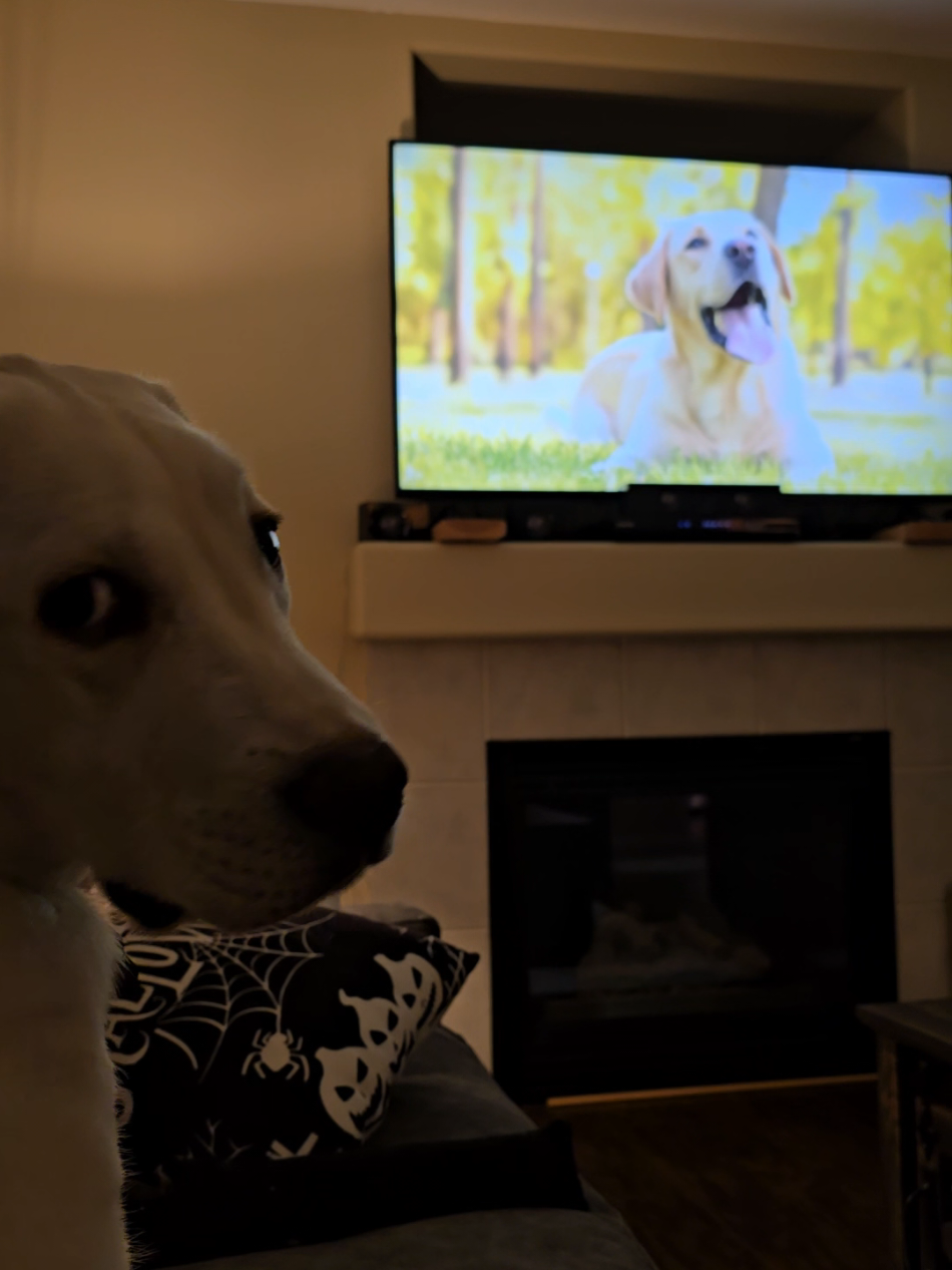 Ruger barking at the tv #dog #fyp #foryoupage #labrador #viral 