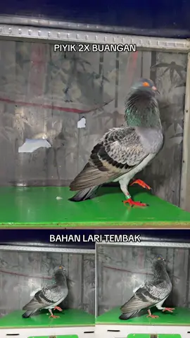 Bahan pikiran⏳ #ppmbsi #merpatibalap #merpatibalapsprint #merpati #merpatibalapindonesia🇮🇩 