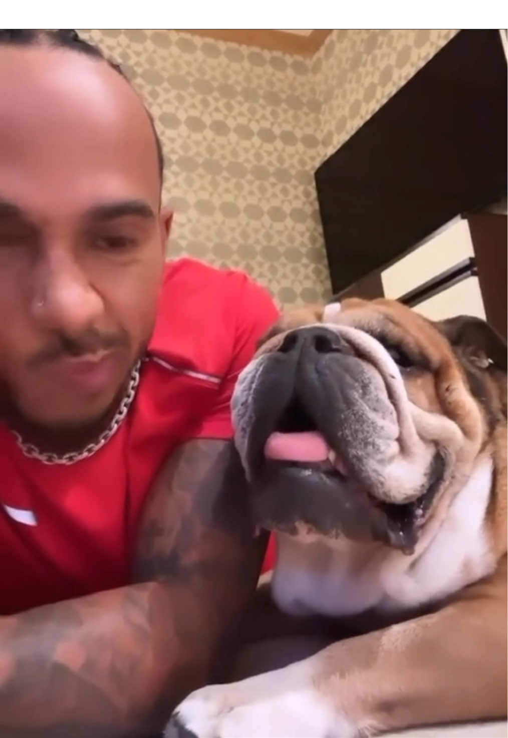 Lulu and his son Roscoe are the best buddies,i love them so so much 🥔🐶🤎🤍 #lewishamilton  #dog 