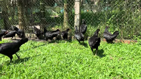 15/11 Mái nhánh que jap hatch tỷ lệ mai độ cực cao sắp rớt lứa so. Khung 8-12/bé