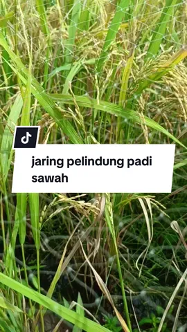 JaringPadiSawah #JaringPelindungPadi #JaringBurung #viralvideo #GratisOngkirTiktok #fypppppppppppppppppppppp 