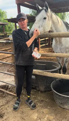 Christian Grey update!🤍 We rescued Christian Grey from the local Tulare auction in September. Since our last update, we've started working with him under saddle to see where he's at and what the best path forward will be for him. The first thing we realized is that he has an issue that's very common with ex race horses and sits back whenever he's tied with a lead rope. Since it's not something that's usually integrated in their training, they start to panic and feel claustrophobic and they pull back and when they realize they can't get out of it they panic even more and think they're trapped and freak out. So we've learned that he will sit back so hard he snaps his lead to try and get away from it. So, our trainer Kendyl is amazing at helping horses who have this issue learn that being tied with a lead isn't a bad or scary thing, and helping them work through that fear and know they are ok and they are safe. It's important to help horses like him work through this because they can be a danger to themselves and to people so before we can adopt himself safely we have to help him through this issue. We have full confidence that we will get there with him and he's such a sweet guy that we know we will be able to find him the most perfect home.❤️⚔️