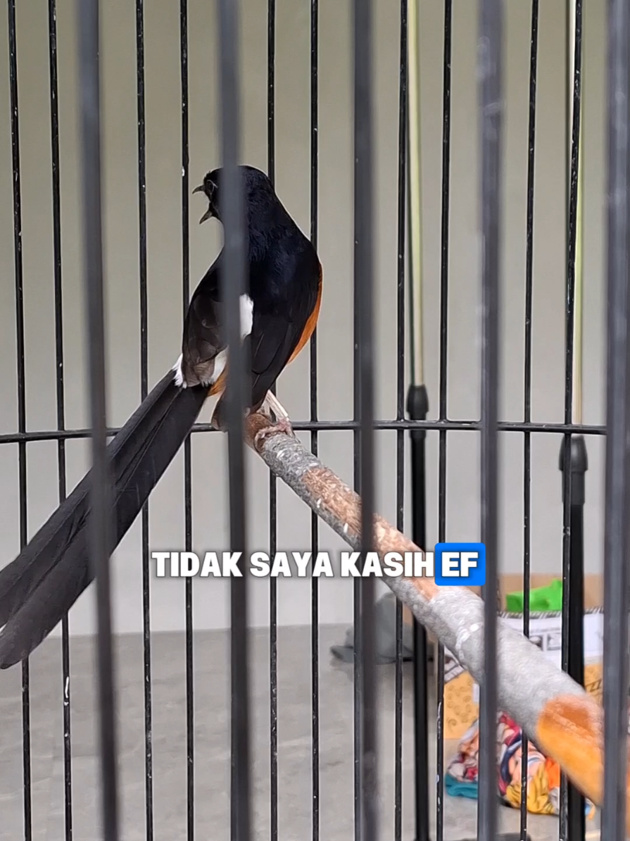 1 paket penggacor semua jenis burung biofeedpro crumbel plong gurah & vitamin gacor dor #biofeedpro #biofeedprosuplemenburungkicau #plonggurah #vitaminburung #muraibatu 