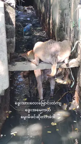 ခွေးသားလေးမြောင်းထဲကျ ခွေးအမေကယ် မွေးမိခင်ဆိုတာအဲဒါ #ရောက်ချင်တဲ့နေရာရောက်ကွာ😍🤗🤗 