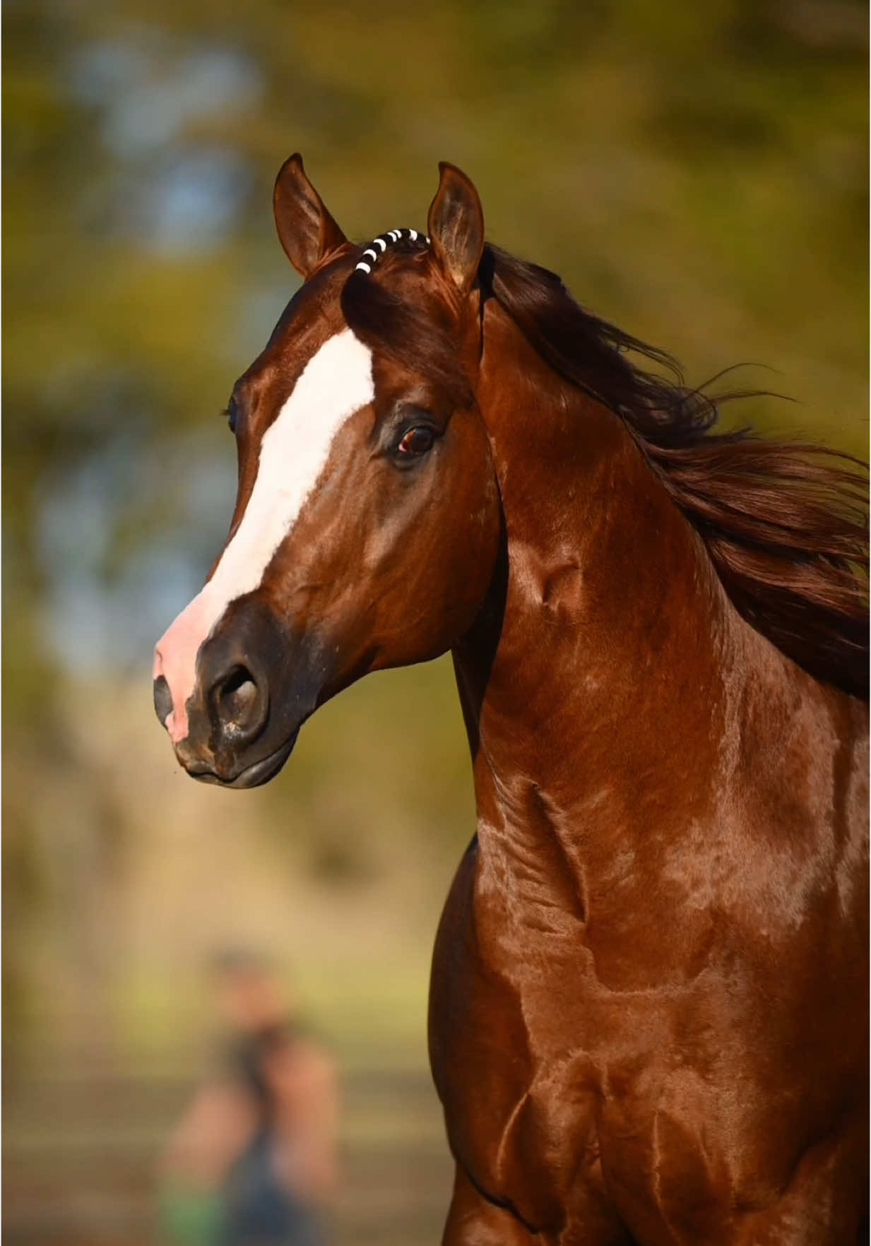 ✨ 𝐖𝐈𝐌𝐏𝐘 𝐏𝐀𝐋𝐄 𝐅𝐀𝐂𝐄 ✨ 𝐀𝐐𝐇𝐀/𝐀𝐏𝐇𝐀 𝐒𝐭𝐚𝐥𝐥𝐢𝐨𝐧  Standing to the public in 2026 at McNamara Performance Horses 🏆 LTE: $55,000+ 📦 Stud Fee: $750 + Collection & Shipping 🌟 Sire: Pale Face Dunnit 🌟 Dam: Wimpys Lil Doll (PE $110,000+) 🧬 Genetic Panel: 5 Panel N/N – N/Gbed 🏅 NARS + IRHA Eligible Sire With a proven show record, world-class pedigree, and the kind of talent that turns heads, Wimpy Pale Face brings both power and polish to the breeding pen. 💥 𝐒𝐩𝐞𝐜𝐢𝐚𝐥 𝐜𝐨𝐧𝐬𝐢𝐝𝐞𝐫𝐚𝐭𝐢𝐨𝐧 𝐭𝐨 𝐦𝐨𝐧𝐞𝐲-𝐞𝐚𝐫𝐧𝐢𝐧𝐠 𝐚𝐧𝐝 𝐩𝐫𝐨𝐝𝐮𝐜𝐢𝐧𝐠 𝐦𝐚𝐫𝐞𝐬. 💜 Email: DoubleGoldQHs@aol.com for contract  #nrha #stallion #stallionsoftiktok #aqha #apha #reininghorses #horsegirl #horseriding #equestrian #equestrianlife #equine #equinephotography #rodeo #reining #horse #horses #horsesontiktok  #horsesofinstagram #horsetraining #fypシ 