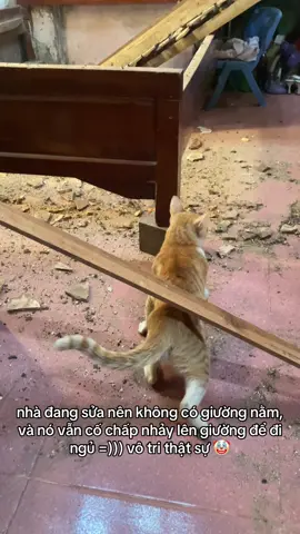 #cats #funny #meow #hakimi 