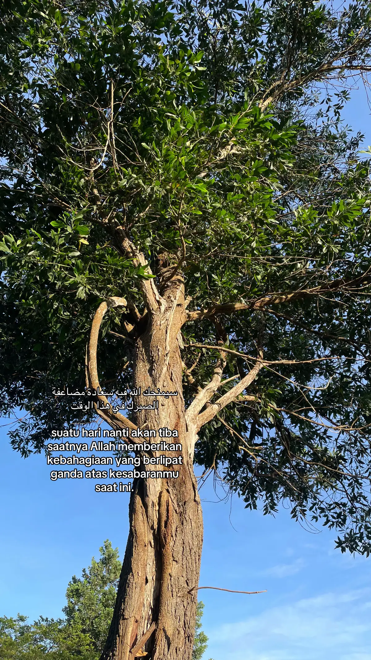 #quotes #reminderislamic #selfreminder #fyp #foryoupage 