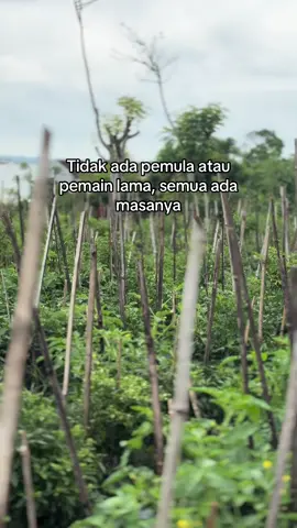 #petanimuda#fypシ゚ 