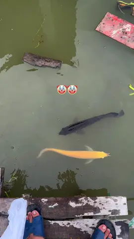 Lục lại có clip cũ r ae ơi nay mai e lên clip thả bé bối nha #CapCut #nguyenvukhoa #xuhuong #tankfish #trending #arowana #aro #dragonfish #arowana #carong #