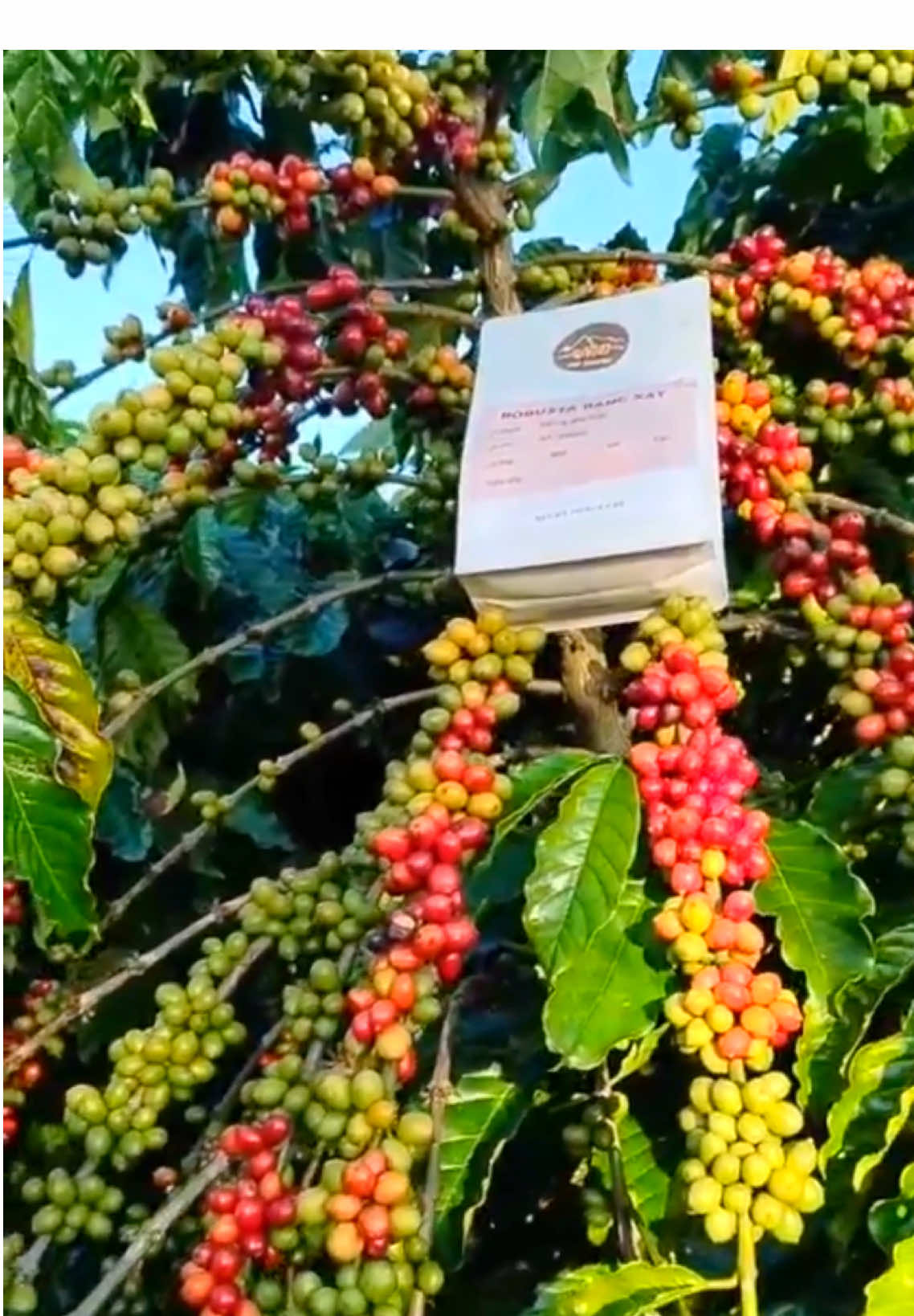 Cận cảnh cây cà phê sắp thu hoạch của shop 🌿🌿 Núi Coffee cà phê rang xay nguyên chất ☕️☕️ #nuicoffee #xuhuong #tiktok #capherangxay #càphe 