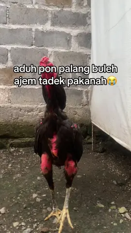 ADOOHH PALANG MAD🙄#madurapride#probolinggo#ayambangkoksuper 