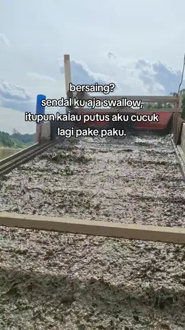 bersaing??? #anaktambang #tambangemas #dompeng #xyzabc #fyp 