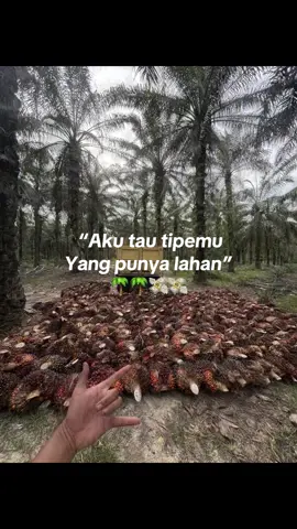 #trend #sawitontiktok #fyp 