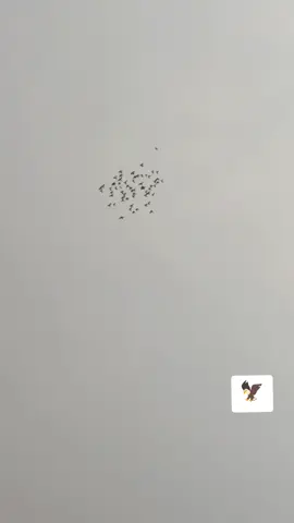 #فكات_ارافل_وحمر_العراق #العراق_السعوديه_الاردن_الخليج #لايك_متابعه_ #فكات_ارفل_وحمر_الديوانيه 