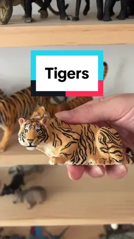 I have a lot of big cats in my collection and of course that includes Tigers, my favourite animal 🥰 #tiger #tigers #animalfigurines #animaltoys #toycollection 