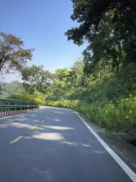 Ba Vì ngày 15.11.2025  Trời nắng đẹp không đông xíu nào🤪❤️  #bavi2025 #hoadaquy #xuhuong 