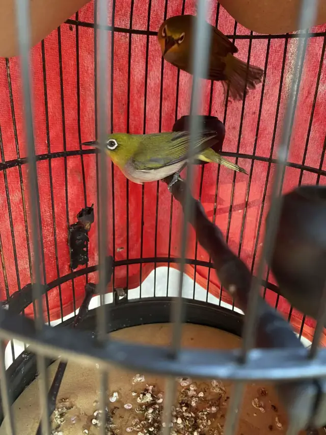 #khuyenguxoe mọi người cho em hỏi đây phải gù không nhỉ #khuyenliu #khuyenliuchoe 