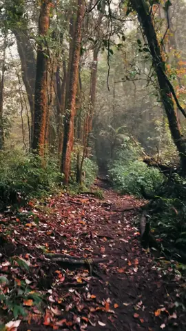 hanya aku dan alam 🍃 #ciremaiviasadarehe #ciremai3078mdpl #pendakigunung #naturevibes #fypシ 